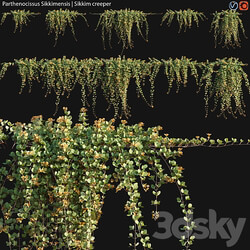 Parthenocissus Sikkimensis Sikkim creeper 02 