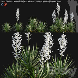 Yucca gloriosa Mound Lily 