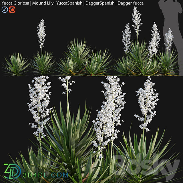 Yucca gloriosa Mound Lily