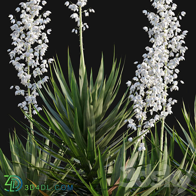 Yucca gloriosa Mound Lily