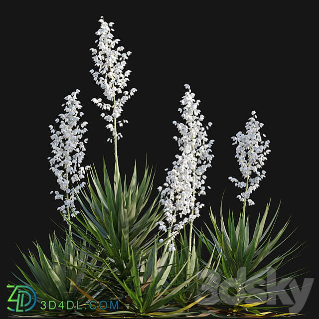 Yucca gloriosa Mound Lily