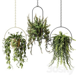 Ampel plants in hanging planters set 13 