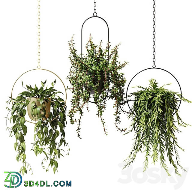 Ampel plants in hanging planters set 13