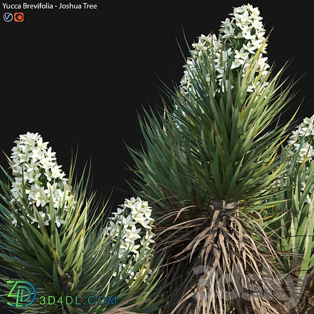 Yucca Brevifolia Joshua Tree 02