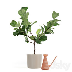 Photorealistic Ficus Lyrata pot 150cm 3D model 