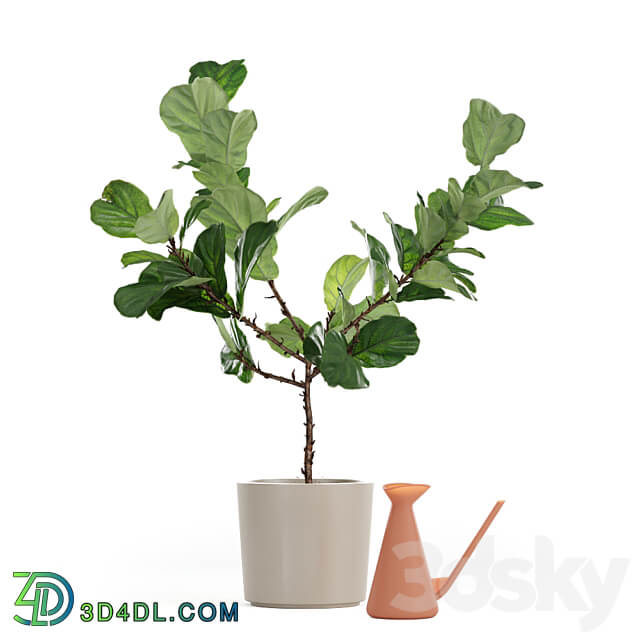 Photorealistic Ficus Lyrata pot 150cm 3D model