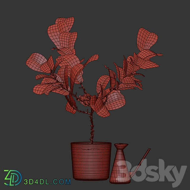 Photorealistic Ficus Lyrata pot 150cm 3D model