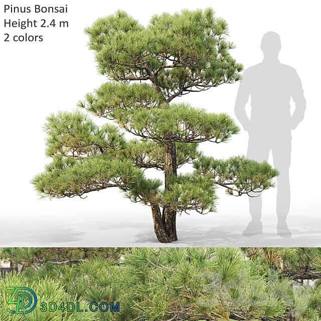 Bonsai 3D Models