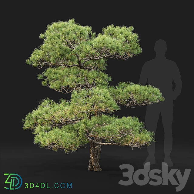 Bonsai 3D Models