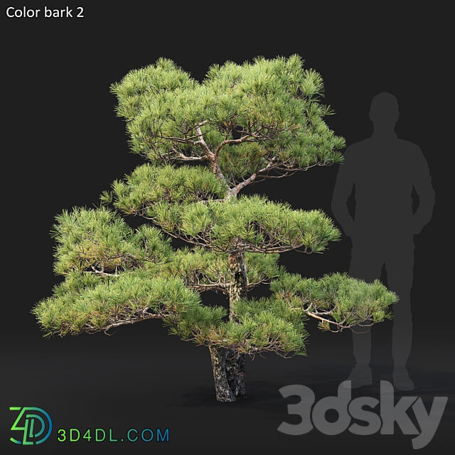 Bonsai 3D Models