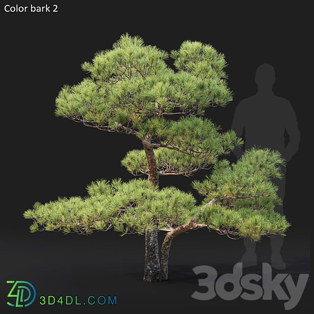 Bonsai 3D Models