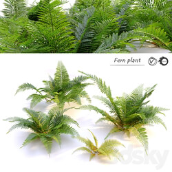 Fern plant 