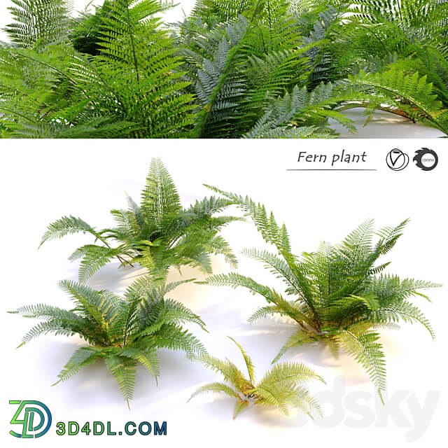 Fern plant