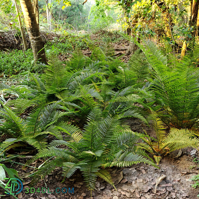 Fern plant