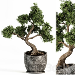 Plant bonsai 01 
