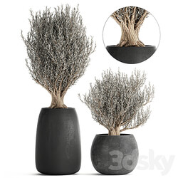 Plant collection Olea europaea 809. Oliva tree black pot outdoor flowerpot decorative concrete round tree small bush 3D Models 