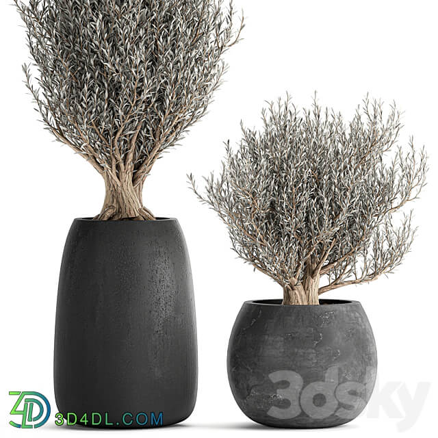 Plant collection Olea europaea 809. Oliva tree black pot outdoor flowerpot decorative concrete round tree small bush 3D Models