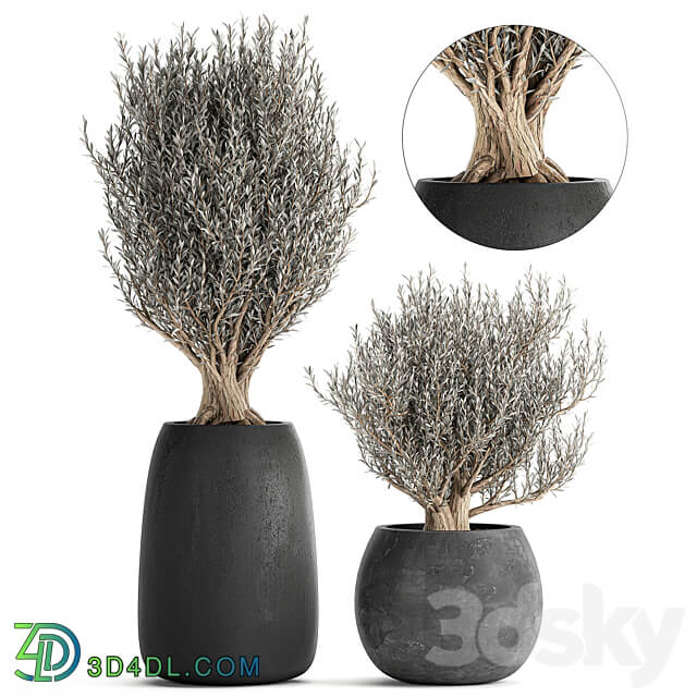 Plant collection Olea europaea 809. Oliva tree black pot outdoor flowerpot decorative concrete round tree small bush 3D Models