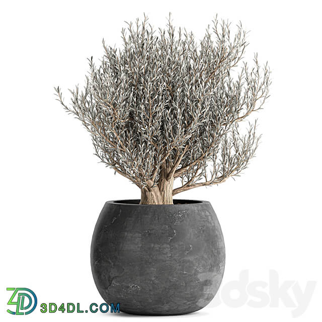 Plant collection Olea europaea 809. Oliva tree black pot outdoor flowerpot decorative concrete round tree small bush 3D Models