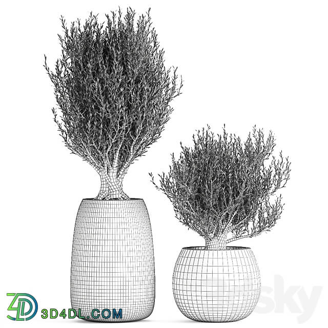 Plant collection Olea europaea 809. Oliva tree black pot outdoor flowerpot decorative concrete round tree small bush 3D Models