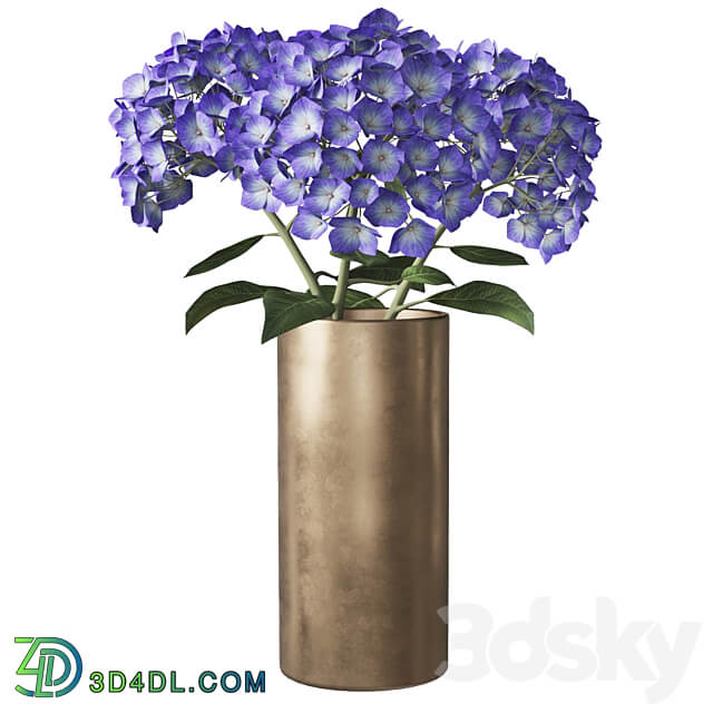 Hydrangea branches in a vase 02