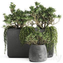 Plant collection 811. money tree crassula outdoor flowerpot bushes climbing plants crassula succulents concrete pot 3D Models 