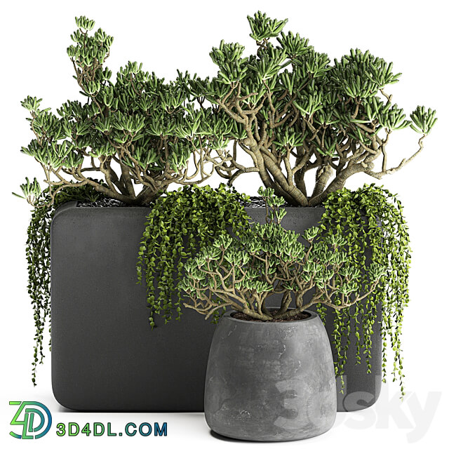 Plant collection 811. money tree crassula outdoor flowerpot bushes climbing plants crassula succulents concrete pot 3D Models