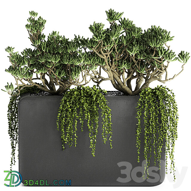 Plant collection 811. money tree crassula outdoor flowerpot bushes climbing plants crassula succulents concrete pot 3D Models