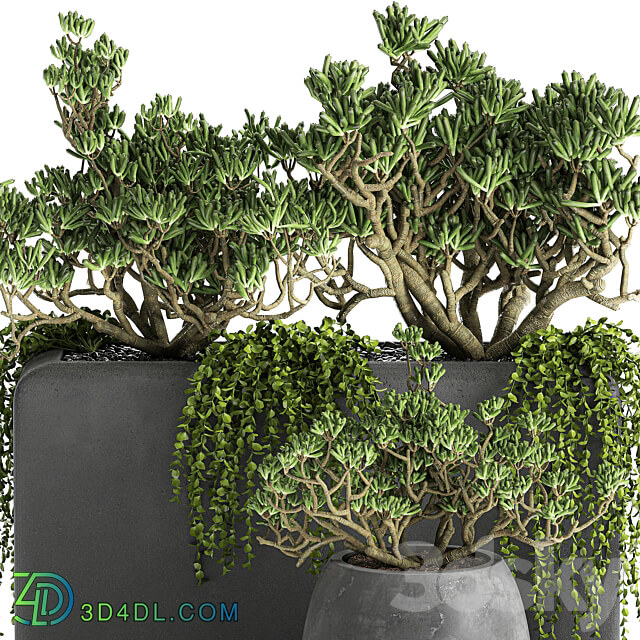 Plant collection 811. money tree crassula outdoor flowerpot bushes climbing plants crassula succulents concrete pot 3D Models