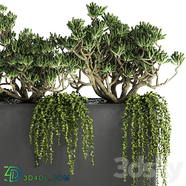 Plant collection 811. money tree crassula outdoor flowerpot bushes climbing plants crassula succulents concrete pot 3D Models