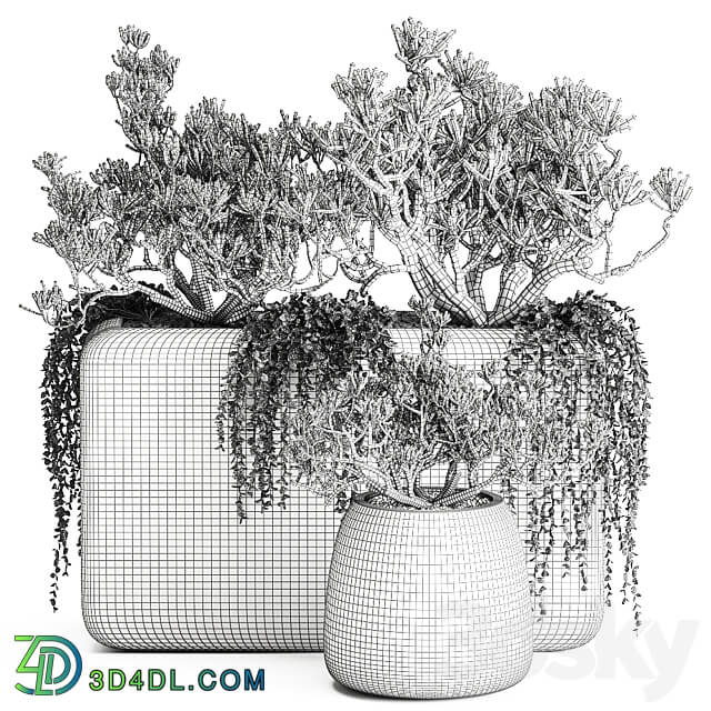 Plant collection 811. money tree crassula outdoor flowerpot bushes climbing plants crassula succulents concrete pot 3D Models