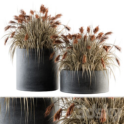 indoor Plant Set 140 Indian Grass 