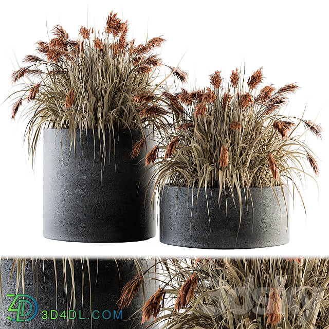 indoor Plant Set 140 Indian Grass