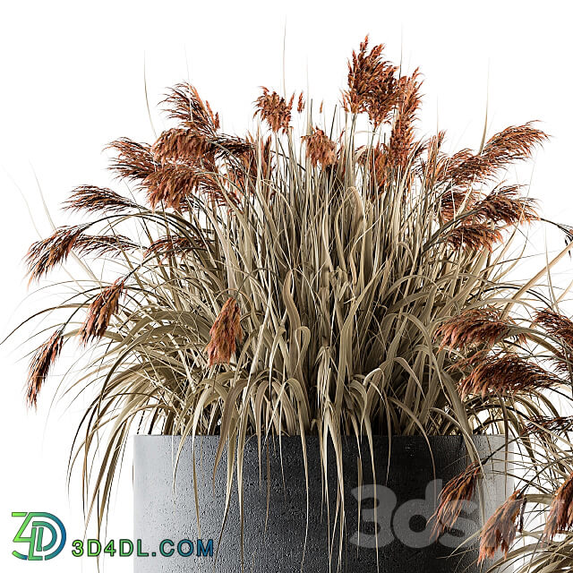 indoor Plant Set 140 Indian Grass