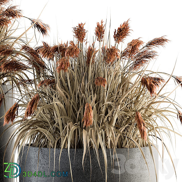 indoor Plant Set 140 Indian Grass