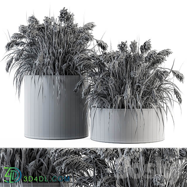 indoor Plant Set 140 Indian Grass