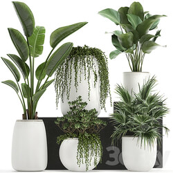 Plant collection 818. White flowerpot pot Banana fan palm Calathea Crassula Scandinavian style succulents interior 3D Models 