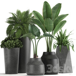 Plant collection 825. Banana palm asplenium black pot concrete industrial style flower pot 3D Models 