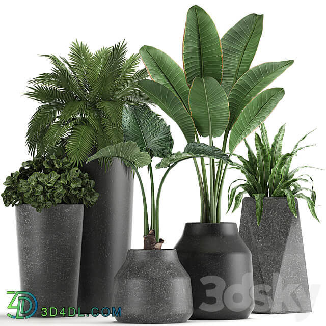 Plant collection 825. Banana palm asplenium black pot concrete industrial style flower pot 3D Models