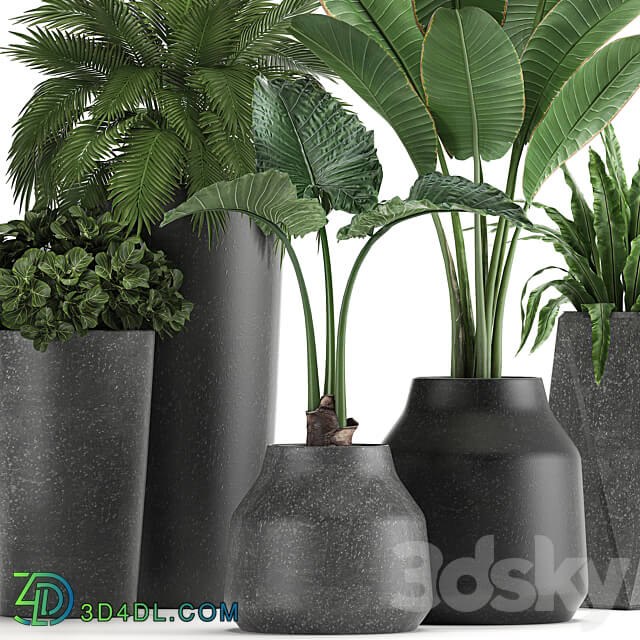 Plant collection 825. Banana palm asplenium black pot concrete industrial style flower pot 3D Models