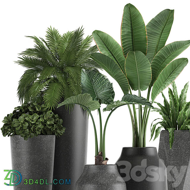 Plant collection 825. Banana palm asplenium black pot concrete industrial style flower pot 3D Models