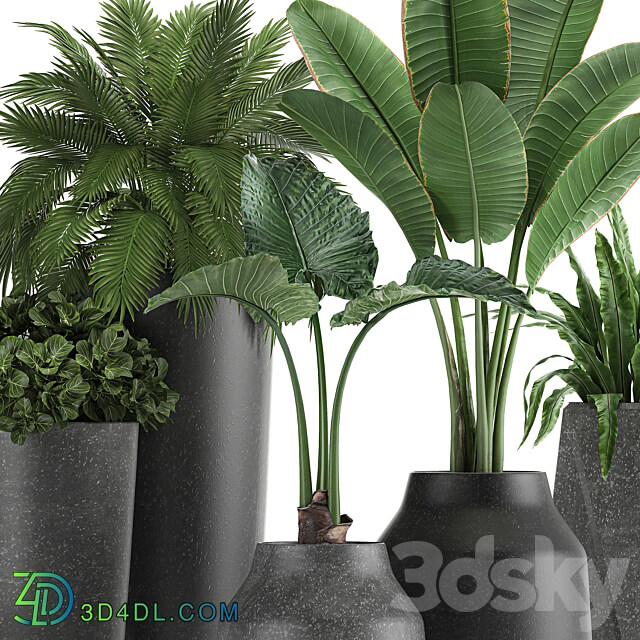 Plant collection 825. Banana palm asplenium black pot concrete industrial style flower pot 3D Models