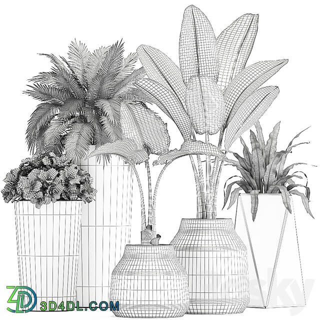 Plant collection 825. Banana palm asplenium black pot concrete industrial style flower pot 3D Models