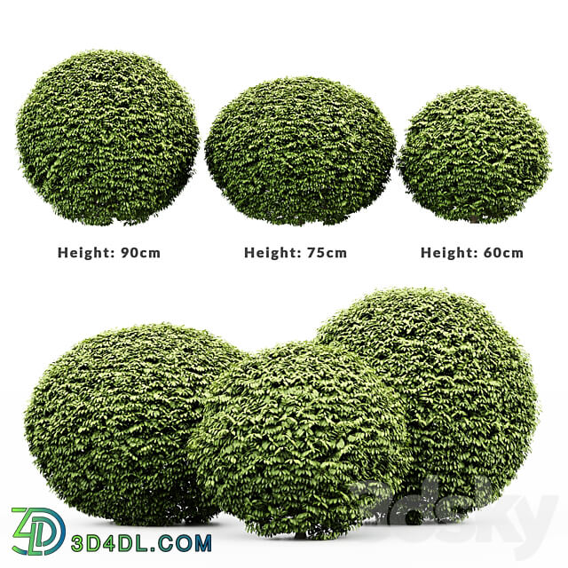 3 Dwarf Yaupon Holly Spherical Plant