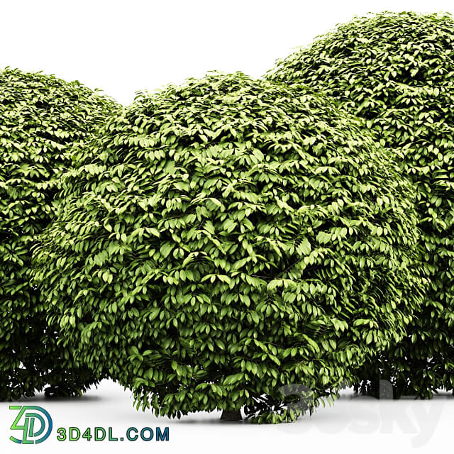 3 Dwarf Yaupon Holly Spherical Plant