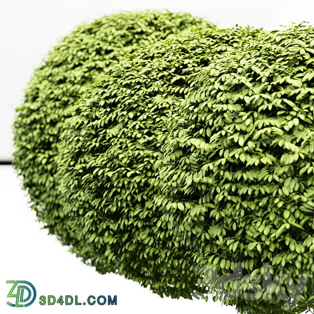 3 Dwarf Yaupon Holly Spherical Plant