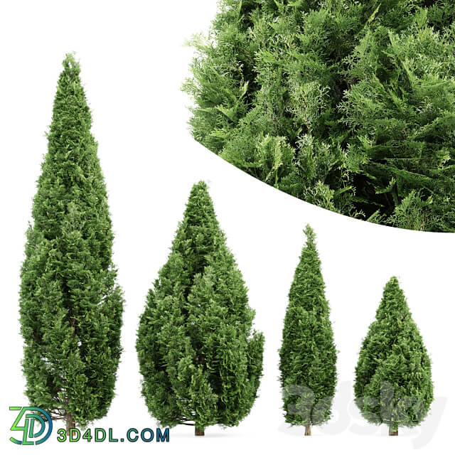 4 Rocky Mountain Juniper tree Juniperus scopulorum