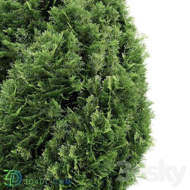 4 Rocky Mountain Juniper tree Juniperus scopulorum