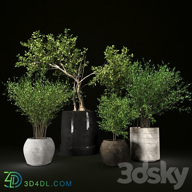 Plant collection09