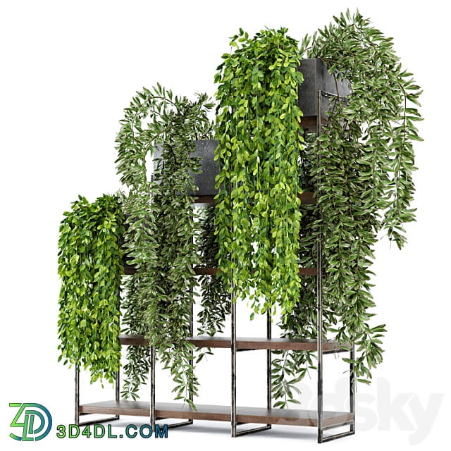 Indoor Plants in rusty Concrete Pot on Metal Shelf Set 53